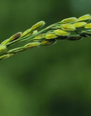 Fotografia 6 da espécie Oryza sativa no Jardim Botânico UTAD