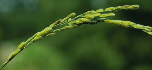 Fotografia da espécie Oryza sativa