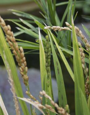 Fotografia 7 da espécie Oryza sativa no Jardim Botânico UTAD