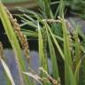 Fotografia 7 da espécie Oryza sativa do Jardim Botânico UTAD