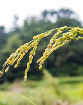 Fotografia 8 da espécie Oryza sativa no Jardim Botânico UTAD