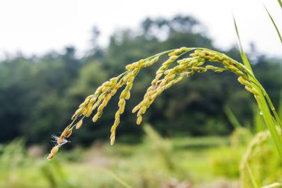 Fotografia da espécie Oryza sativa