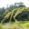 Fotografia 8 da espécie Oryza sativa do Jardim Botânico UTAD