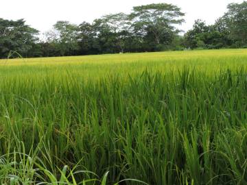 Fotografia da espécie Oryza sativa