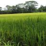 Fotografia 9 da espécie Oryza sativa do Jardim Botânico UTAD