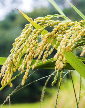 Fotografia 10 da espécie Oryza sativa no Jardim Botânico UTAD