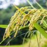 Fotografia 10 da espécie Oryza sativa do Jardim Botânico UTAD