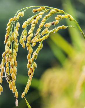 Fotografia 1 da espécie Oryza sativa no Jardim Botânico UTAD