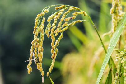 Fotografia da espécie Oryza sativa