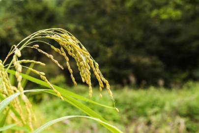 Fotografia da espécie Oryza sativa