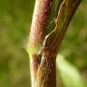 Fotografia 3 da espécie Panicum capillare do Jardim Botânico UTAD