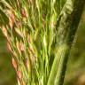 Fotografia 1 da espécie Panicum capillare do Jardim Botânico UTAD