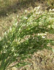 Panicum miliaceum