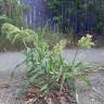 Fotografia 3 da espécie Panicum miliaceum do Jardim Botânico UTAD