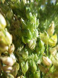 Fotografia da espécie Panicum miliaceum