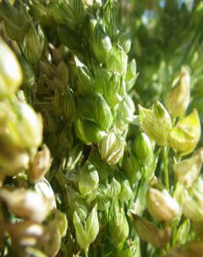 Fotografia 4 da espécie Panicum miliaceum no Jardim Botânico UTAD