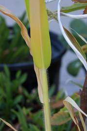 Fotografia da espécie Panicum miliaceum