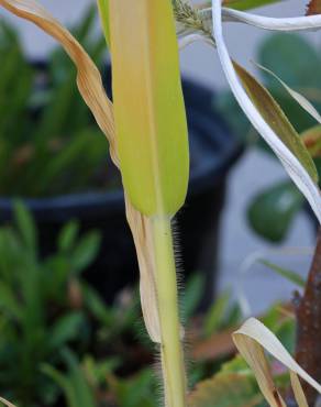 Fotografia 5 da espécie Panicum miliaceum no Jardim Botânico UTAD