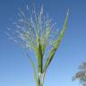 Fotografia 8 da espécie Panicum capillare do Jardim Botânico UTAD