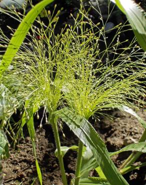 Fotografia 9 da espécie Panicum capillare no Jardim Botânico UTAD