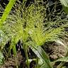 Fotografia 9 da espécie Panicum capillare do Jardim Botânico UTAD