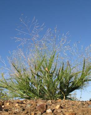 Fotografia 10 da espécie Panicum capillare no Jardim Botânico UTAD