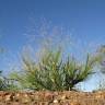 Fotografia 10 da espécie Panicum capillare do Jardim Botânico UTAD