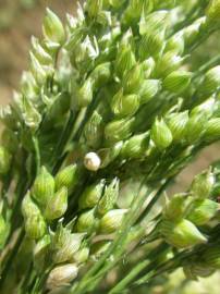 Fotografia da espécie Panicum miliaceum