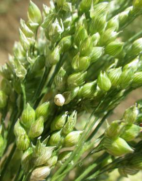 Fotografia 6 da espécie Panicum miliaceum no Jardim Botânico UTAD