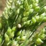 Fotografia 6 da espécie Panicum miliaceum do Jardim Botânico UTAD