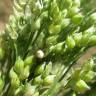 Fotografia 6 da espécie Panicum miliaceum do Jardim Botânico UTAD