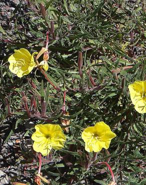 Fotografia 1 da espécie Oenothera affinis no Jardim Botânico UTAD