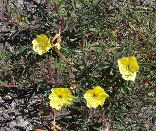 Fotografia da espécie Oenothera affinis