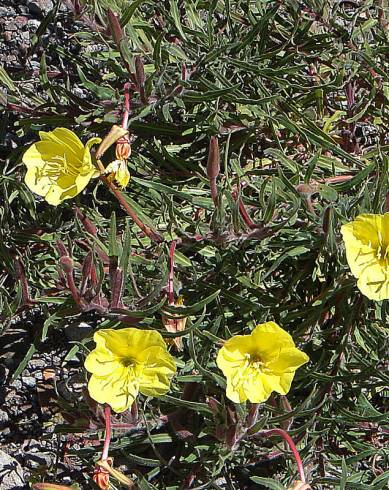 Fotografia de capa Oenothera affinis - do Jardim Botânico