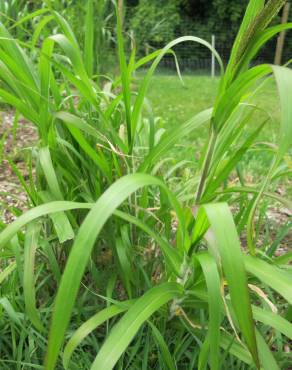 Fotografia 12 da espécie Panicum capillare no Jardim Botânico UTAD