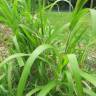 Fotografia 12 da espécie Panicum capillare do Jardim Botânico UTAD