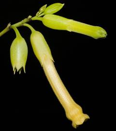 Fotografia da espécie Nicotiana glauca