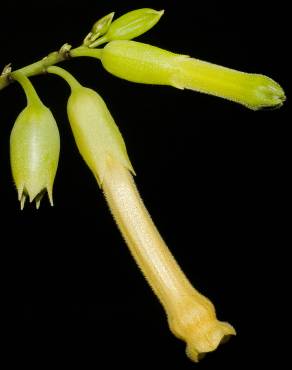 Fotografia 6 da espécie Nicotiana glauca no Jardim Botânico UTAD