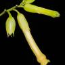 Fotografia 6 da espécie Nicotiana glauca do Jardim Botânico UTAD