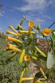 Fotografia da espécie Nicotiana glauca