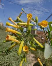 Fotografia da espécie Nicotiana glauca