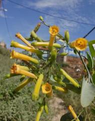 Nicotiana glauca