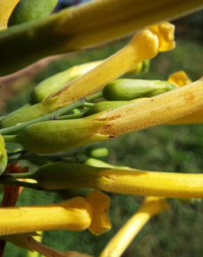 Fotografia 9 da espécie Nicotiana glauca no Jardim Botânico UTAD