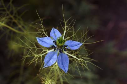 Fotografia da espécie Nigella damascena