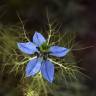 Fotografia 6 da espécie Nigella damascena do Jardim Botânico UTAD