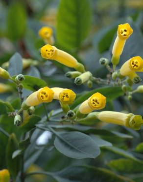 Fotografia 10 da espécie Nicotiana glauca no Jardim Botânico UTAD