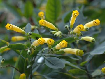 Fotografia da espécie Nicotiana glauca