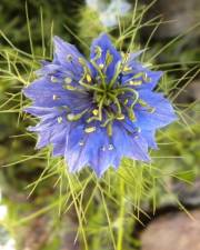 Fotografia da espécie Nigella damascena