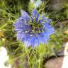 Fotografia 1 da espécie Nigella damascena do Jardim Botânico UTAD