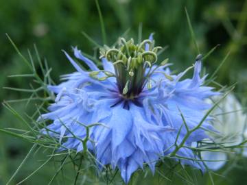 Fotografia da espécie Nigella damascena